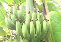 Banana : जळगावात निर्यातक्षम केळीचा प्रथमच तुटवडा