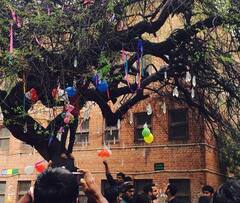 दिल्ली यूनिवर्सिटी के हिंदू कॉलेज में पार्टनर पाने के लिए होती है पेड़ की पूजा