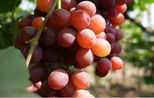 Grape : लाल रंगाच्या द्राक्षाचे वाण विकसित