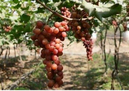 सुधारित वाणांच्या वापराने निर्यातक्षम द्राक्ष उत्पादनात भरघोस वाढ होईल असा विश्वास महाराष्ट्र द्राक्ष बागाईतदार संघाचे अध्यक्ष शिवाजीराव पवार यांनी व्यक्त केला.