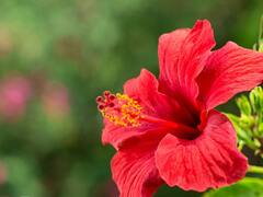 Vastu Tips : जर तुम्ही आर्थिक संकटाने त्रस्त असाल, तर घरात हे रोप लावा, देवी लक्ष्मीचा आशीर्वाद मिळेल!