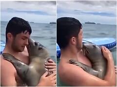 समुद्र की लहरों पर तैरते समय शख्स के सामने आ गई सील, पंख फैलाकर लगाया गले