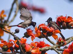 पश्चिम बंगाल में मनाया गया दो दिवसीय सुंदरबन पक्षी महोत्सव, 145 विभिन्न प्रजातियों को देखा गया