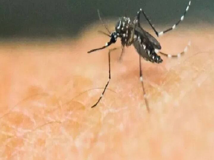 WHO Malaria Report India recorded highest malaria cases in South east Asia Region in 2022 भारतावर अॅनोफिलीस डासाची वक्रदृष्टी; 2022 मध्ये देशात मलेरियाचा उद्रेक, तब्बल 66 टक्के रुग्णांची नोंद