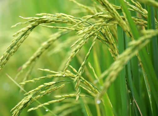 Agriculture : गहू, तांदळासह साखरेची निर्यात वाढली