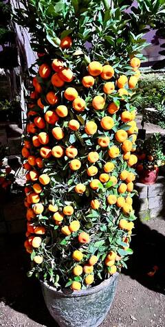 In Pics : ఆ'రేంజ్' చూస్తే బాపురే అంటారు, కమలాచెట్టుకు రెండు వేల కాయలు