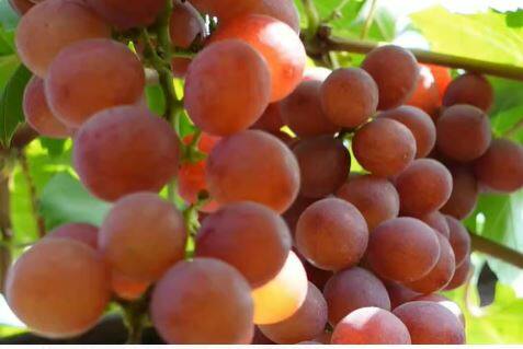 पुण्यातील मांजरीच्या (Pune Manjari) फार्म प्रयोगशाळेत हे नवे द्राक्ष वाण विकसित केले आहे. विकसीत करण्यात आलेले नवीन वाण हे सुगंधी लाल रंगाचे आहे.