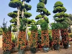 In Pics : ఆ'రేంజ్' చూస్తే బాపురే అంటారు, కమలాచెట్టుకు రెండు వేల కాయలు