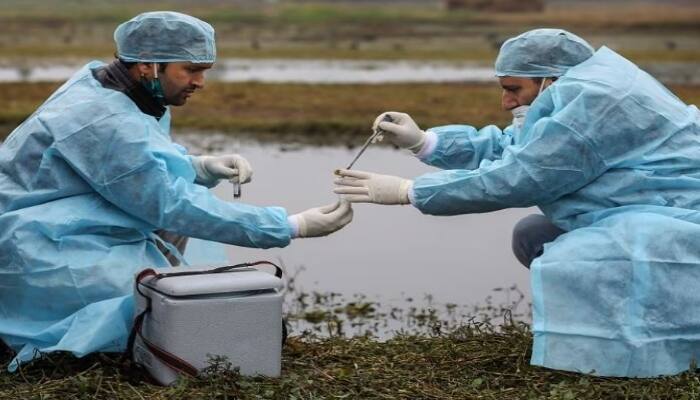 WHO Warning on h5n1 Virus who Said bird Flu Could jump to humans ਹੁਣ ਇਸ ਵਾਇਰਸ ਨੂੰ ਲੈ ਕੇ WHO ਨੇ ਦਿੱਤੀ ਚੇਤਾਵਨੀ , ਕਿਹਾ - ਨਹੀਂ ਵਰਤੀ ਸਾਵਧਾਨੀ ਤਾਂ ਕੋਵਿਡ ਵਾਂਗ ਮਚਾਏਗਾ ਤਬਾਹੀ