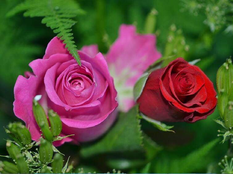 Valentine Day The price of flowers including rose has increased reason Valentine Day: காதல் சின்னம் ரோஜாவின் விலை தாறுமாறாக உயர்வு..! பீலிங்கில் லவ்வர்ஸ்..!