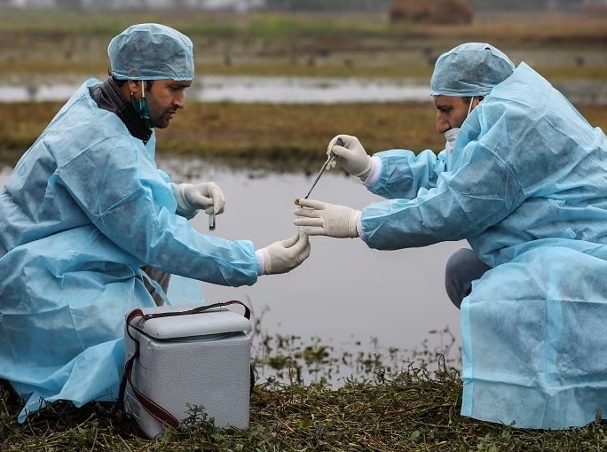 Risk to humans from H5N1 bird flu remains low but we must prepare : WHO WHO: હવે આ વાયરસને લઇને WHO એ આપી ચેતવણી, કહ્યુ- જો સાવચેતી નહી રાખી તો કોરોના જેવી તબાહી મચાવશે