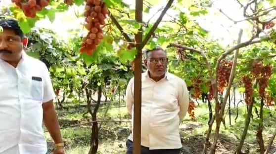 सर्व प्लॉट्सवर या वाणाबाबत समाधानकारक अभिप्राय प्राप्त झाले आहेत. या चाचणी दरम्यान प्राप्त झालेल्या अभिप्राय आणि सूचनांचा अभ्यास करून या वाणात अजून काही सुधारणांची शक्यता तपासली जाणार आहे.