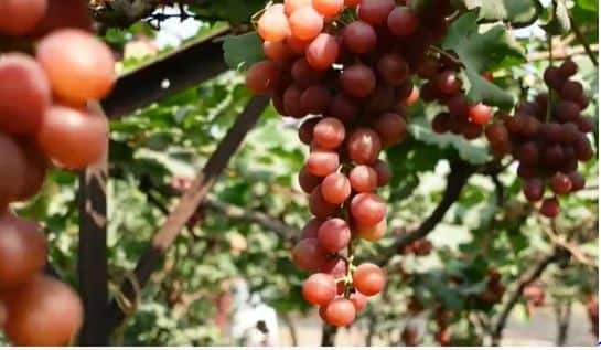 महाराष्ट्र राज्य द्राक्ष बागाईतदार संघानं द्राक्षाचे नवीन वाण (New Grape Variety) विकसित केलं आहे.