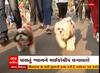 Vadodara: હવે પાલતૂ કુતરા રાખવા હોય તો આપવો પડશે વેરો, જાણો મનપાએ શું નક્કી કર્યા દર?