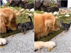 कुत्ते और बिल्ली के बीच दिखी दोस्ती का अटूट प्यार, दिल जीत रहा वीडियो