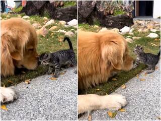 Video: कुत्ते और बिल्ली के बीच दिखी दोस्ती का अटूट प्यार, दिल जीत रहा वीडियो