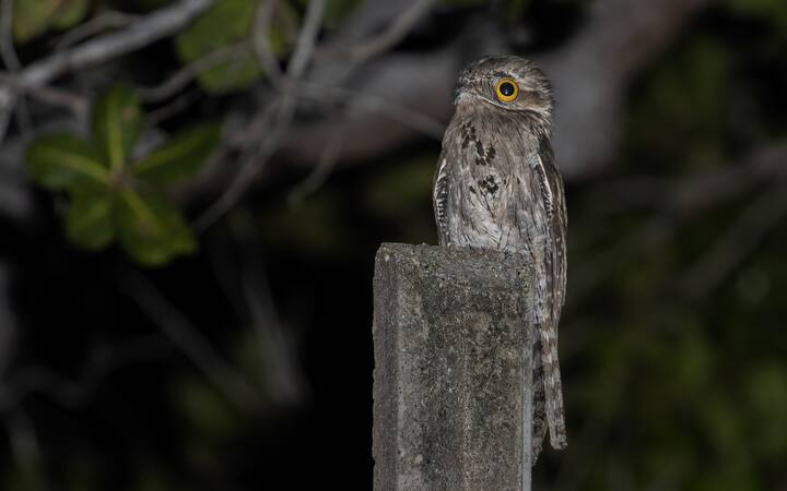 पोटू एक प्रकार की चिड़िया है जो उष्णकटिबंधीय मध्य और दक्षिणी अमेरिका में पाई जाती है. इसकी चोंच ज्यादा चौड़ी और अनोखी होती है. इसी चोंच की मदद से ये उड़ते हुए कीड़ों को पकड़ती है.