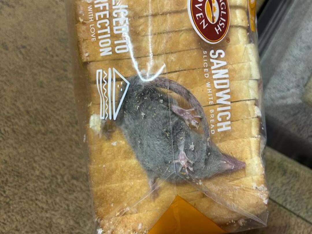Viral News Man Tweets Photo Of Rat Inside Bread Packet Ordered From Blinkit Viral News: ఆన్‌లైన్‌లో బ్రెడ్ ప్యాకెట్ ఆర్డర్ చేశాడు, బ్రెడ్‌తో పాటు ఎలుక కూడా వచ్చింది