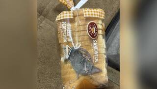 Shocking: ਵਿਅਕਤੀ ਨੂੰ ਬਲਿੰਕਿਟ ਤੋਂ ਮਿਲੇ ਬ੍ਰੈੱਡ ਦੇ ਪੈਕੇਟ 'ਚ ਮਿਲਿਆ ਚੂਹਾ, ਸ਼ੇਅਰ ਕੀਤੀ ਫੋਟੋ, ਤਾਂ ਕੰਪਨੀ ਨੇ ਕਹੀ ਇਹ ਗੱਲ