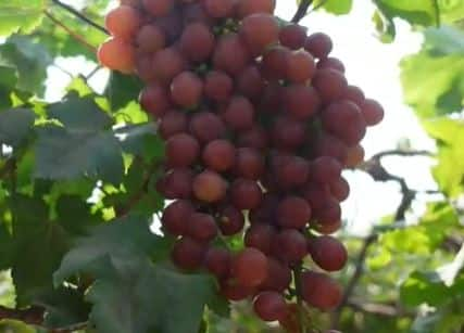 महाराष्ट्र राज्य द्राक्ष बागाईतदार संघानं द्राक्षाचे नवीन वाण (New Grape Variety) विकसित केलं आहे.