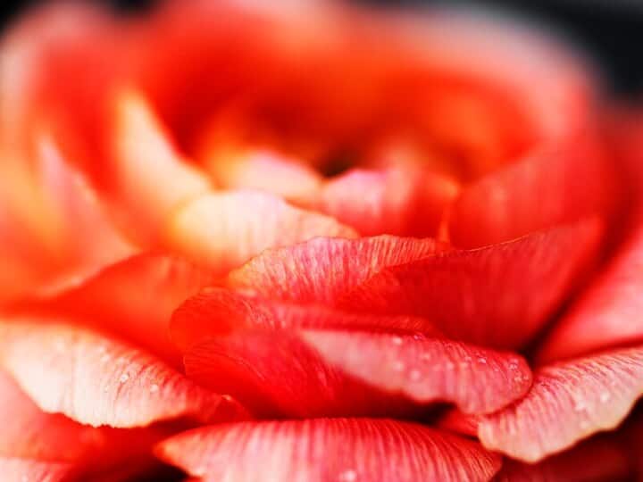 Make natural lip balm with rose petals at home for less than 10 rupees  lips will look beautiful 10 रुपए से भी कम खर्च में घर पर बनाएं गुलाब की पंखुड़ियों से नेचुरल लिप बाम....होंठ दिखेंगे सुंदर