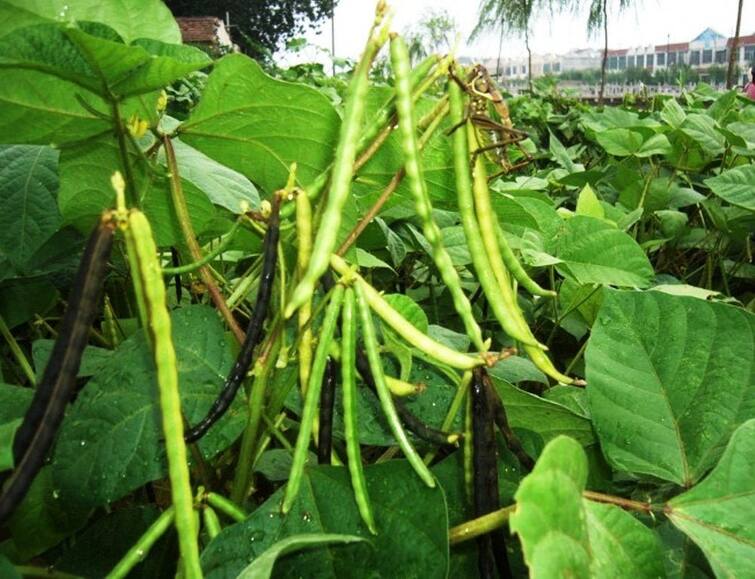 Thanjavur: Instructions for production of urad, a self-adhering lentil TNN தழைசத்தை, தானாக எடுத்துக் கொள்ளும் பயறு வகையான உளுந்தினை உற்பத்தி செய்ய அறிவுறுத்தல்