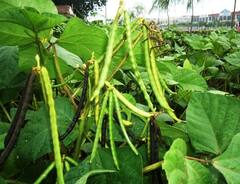 தழைசத்தை, தானாக எடுத்துக் கொள்ளும் பயறு வகையான உளுந்தினை உற்பத்தி செய்ய அறிவுறுத்தல்