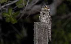 ਇਹ ਹਨ ਦੁਨੀਆ ਦੇ ਸਭ ਤੋਂ ਅਨੋਖੇ ਜੀਵ, ਤਸਵੀਰਾਂ 'ਚ ਦੇਖੋ ਚੂਹੇ ਵਰਗਾ ਹਿਰਨ ਅਤੇ ਮੱਕੜੀ ਵਰਗਾ ਕੇਕੜਾ