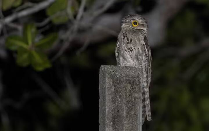 ਪੋਟੂ ਇੱਕ ਕਿਸਮ ਦਾ ਪੰਛੀ ਹੈ ਜੋ ਗਰਮ ਦੇਸ਼ਾਂ ਦੇ ਮੱਧ ਅਤੇ ਦੱਖਣੀ ਅਮਰੀਕਾ ਵਿੱਚ ਪਾਇਆ ਜਾਂਦਾ ਹੈ। ਇਸ ਦੀ ਚੁੰਝ ਚੌੜੀ ਅਤੇ ਵਿਲੱਖਣ ਹੈ। ਇਸ ਚੁੰਝ ਦੀ ਮਦਦ ਨਾਲ ਇਹ ਉੱਡਦੇ ਕੀੜਿਆਂ ਨੂੰ ਫੜ ਲੈਂਦਾ ਹੈ।