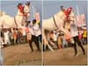 Video: ढोल की थाप पर जमकर नाचने लगे घोड़े, ऐसा डांस आपने पहले ही शायद कभी देखा होगा?