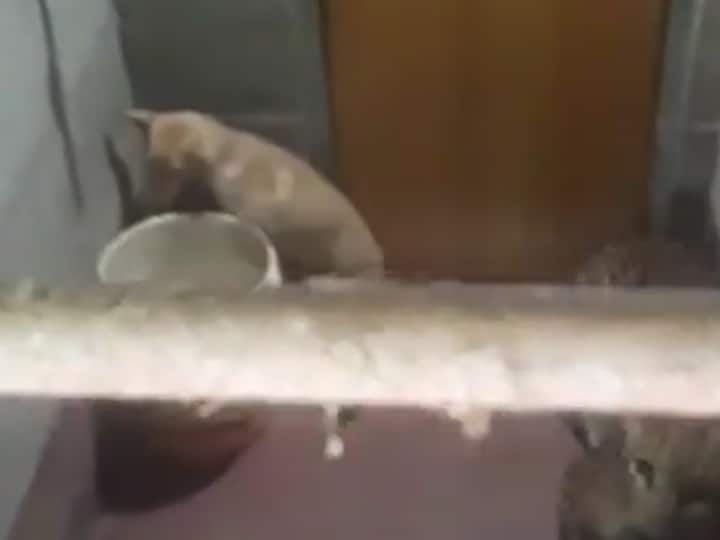 Karnataka Village: कर्नाटक के गांव में एक ही टॉयलेट के अंदर फंसा कुत्ता और तेंदुआ, लगातार 7 घंटे तक दोनों रहे अंदर, जानें पूरा मामला