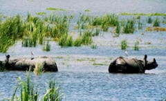 Leonardo Dicaprio on Assam: অসমের প্রশংসায় পঞ্চমুখ হলি-তারকা, পেলেন কাজিরাঙার আমন্ত্রণ, কেন জানেন!