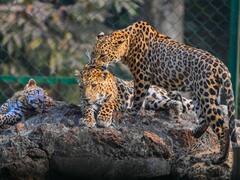 कूनो में फिर होगी चीतों की आहट, स्पेशल प्रोटेक्शन के साथ अफ्रीका से लाए जाएंगे 12 चीते