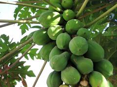 कैंसर के खतरे को कम कर सकता है 'कच्चा पपीता', इसको खाने के और भी कई फायदे, जानें