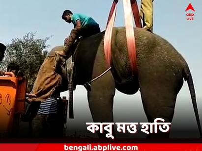 After 24 hours of rampage, the drunken elephant was finally subdued in Bulchandrapur in East Burdwan Purba Bardhaman: ২৪ ঘণ্টা তাণ্ডব! ঘুমপাড়ানি গুলিতে কাবু দাঁতাল