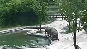 baby elephant drowning in pool see how mother save his life Viral Video: ਪਾਣੀ 'ਚ ਡੁੱਬ ਰਿਹਾ ਸੀ ਛੋਟਾ ਹਾਥੀ, ਮਾਂ ਨੇ ਆਪਣੀ ਜਾਨ ਜ਼ੋਖਮ 'ਚ ਪਾ ਕੇ ਬਚਾਈ ਬੱਚੇ ਦੀ ਜਾਨ