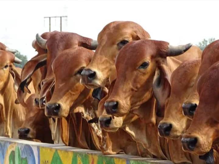 UP Minister Purushottam Rupala Said Cow takes care of those who take care of cows in global investors summit 2023 'गायों की देखभाल करने वालों का गाय रखती है ख्याल'- ग्लोबल इन्वेस्टर्स समिट में बोले मंत्री
