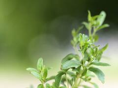 Know bout The Types Of Artificial Sweeteners That Can Be Used By People With Type 2 Diabetes