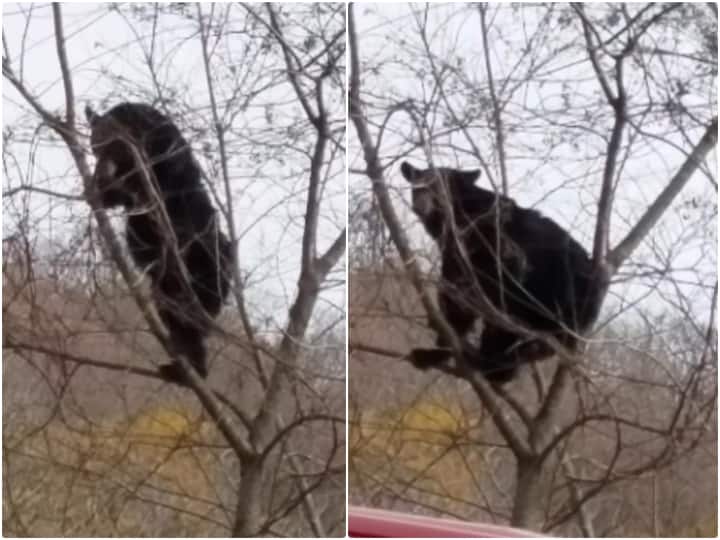 Bear being seen scratching its back by climbing a tree in forest viral video Video: खुजली मिटाने के लिए पेड़ की ऊंची डाल पर चढ़ा भालू, वीडियो देख नहीं रुकेगी हंसी