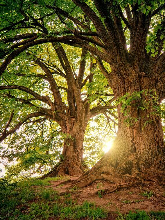 एक एकड़ जमीन से कमाएं 50,000!