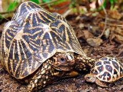 श्रीलंका में 206 लाइव स्टार कछुओं को किया जब्त, 2015 के बाद सबसे बड़ी स्मगलिंग का पर्दाफाश