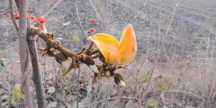 वाशीमच्या  करंजाच्या काही भागात दुर्मिळ असलेला पिवळा  पळस  फुलल्याने  निसर्गप्रेमींमध्ये आनंदाचे वातावरण आहे