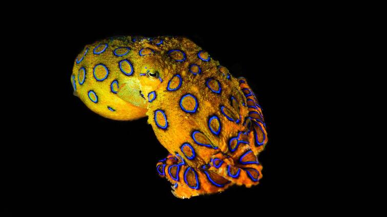 Blue-ringed octopus bite is rare but potentially deadly ਇਸ ਜੀਵ ਦਾ ਜ਼ਹਿਰ 30 ਸੈਕਿੰਡ 'ਚ ਲੈ ਲੈਂਦਾ ਮਨੁੱਖੀ ਜਾਨ, ਇੱਕ ਵਾਰ 'ਚ 20 ਲੋਕਾਂ ਨੂੰ ਮਾਰ ਸਕਦਾ ਬਲੂ ਰਿੰਗ ਆਕਟੋਪਸ