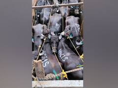 40 मवेशियों के साथ तीन तस्कर गिरफ्तार, बांग्लादेश बॉर्डर करना चाहते थे पार, BSF के हत्थे चढ़े