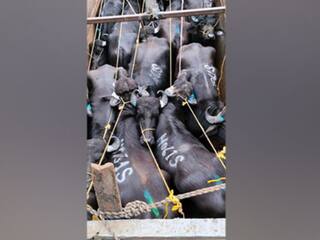 Cattle Smuggling: 40 मवेशियों के साथ तीन तस्कर गिरफ्तार, बांग्लादेश बॉर्डर करना चाहते थे पार, BSF के हत्थे चढ़े