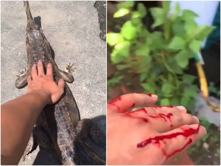 man trying to caress crocodile back after this crocodile attack on hand Video: शख्स ने सहलाई खूंखार मगरमच्छ की पीठ, अचानक हुए वार में कट गया हाथ