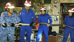 Shocking: ਟੀਵੀ ਦੇਖ ਰਿਹਾ ਸੀ ਪਰਿਵਾਰ, ਅਚਾਨਕ ਛੱਤ ਨੂੰ ਤੋੜ ਕੇ ਸਿਰ 'ਤੇ ਡਿੱਗ ਪਿਆ 8 ਕਿਲੋ ਭਾਰ ਵਾਲਾ 10 ਫੁੱਟ ਲੰਬਾ ਅਜਗਰ