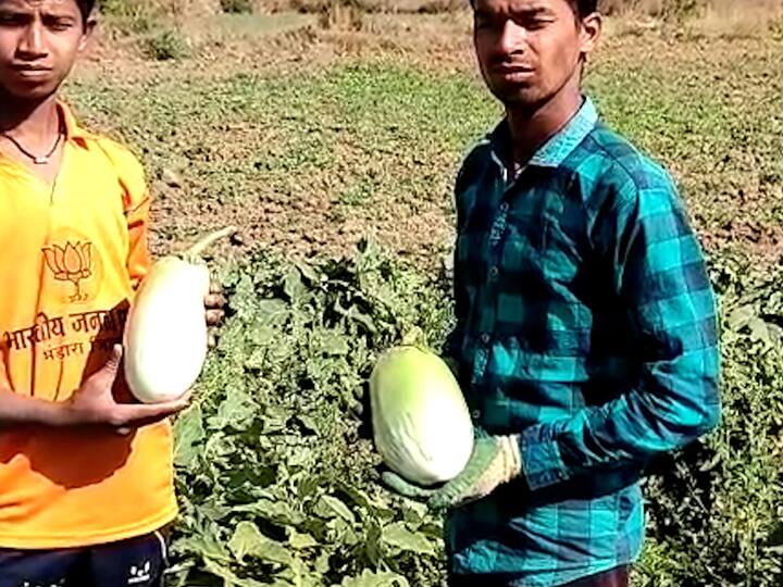 विशेष म्हणजे, सर्व वांगी खायला अगदी चवदार आहेत. आता या वाग्यांना मोठी मागणी आहे.