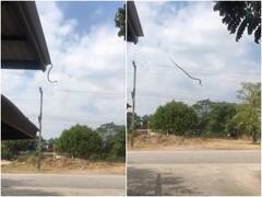 एक लंबे सांप ने छत की मुंडेर से लगाई लंबी छलांग, वीडियो हुआ वायरल