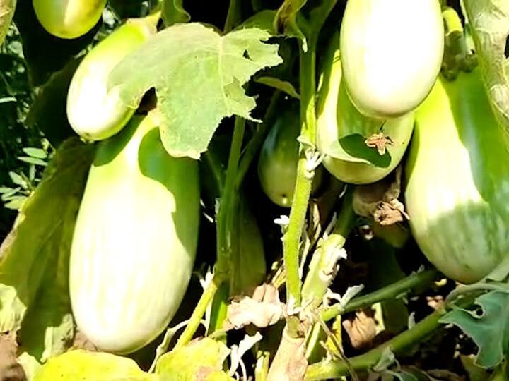 भंडारा जिल्ह्यातील बेटाळा हे गाव जिल्ह्यात वाळूसाठी सर्वदूर परिचित आहे. सुपीक वाळूच्या खोऱ्यातील वांगीही आता गावाची ओळख निर्माण करीत आहेत.